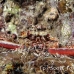 crab_reef_nus_h_0705_png1769.jpg